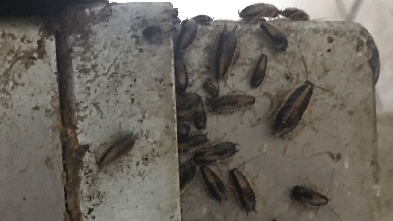Roaches raise concern at Papa John’s Pizza restaurant in Pembroke Pines