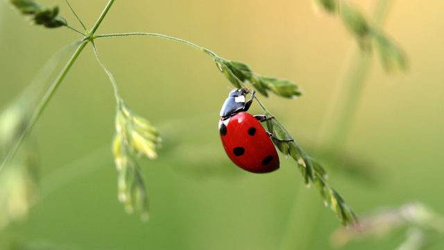 Swarm of ladybugs surfaces on NWS radar: How rare is something like this?