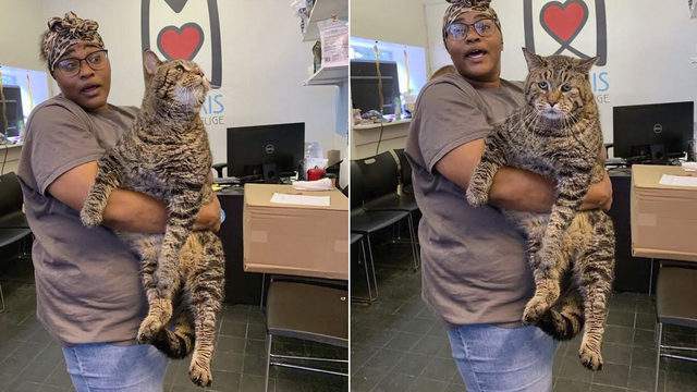 Massive 26 Pound Cat Needs A Forever Home