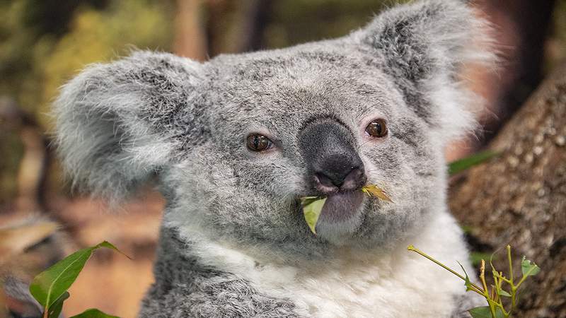 Zoo Miami mourns loss of 2-year-old koala