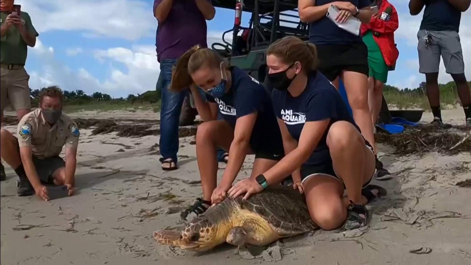 Miami Seaquarium releases sea turtles into the ocean after completing rehab