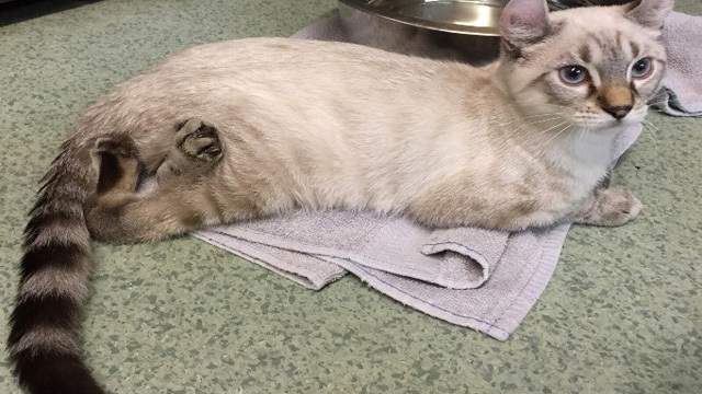 South Florida Cat Born With Backward Hind Legs