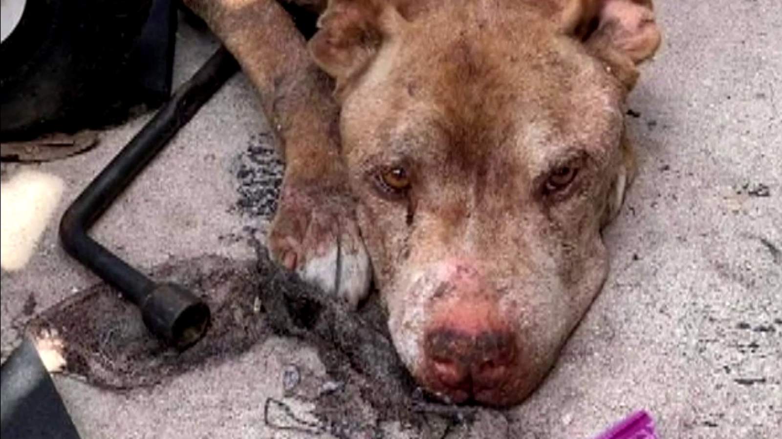 Hollywood man facing animal abuse charges after dog found in horrible condition - WPLG Local 10