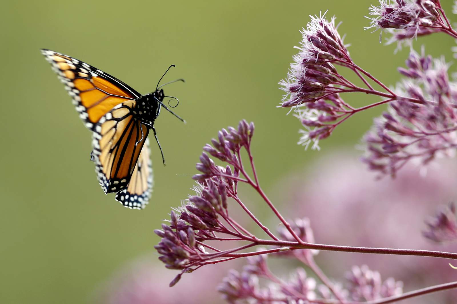 Scientists decry death by 1,000 cuts for world's insects