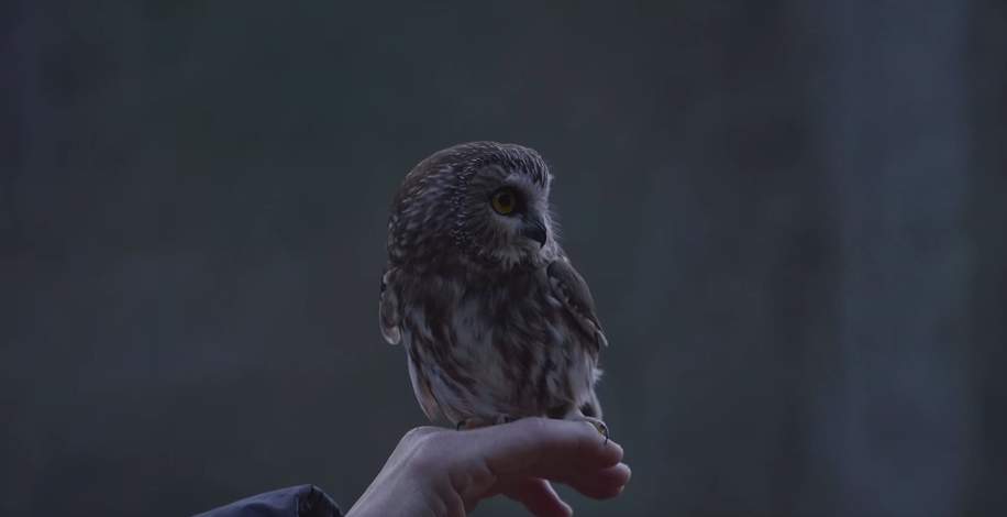 Rocky, the owl found in the Rockefeller Christmas tree, has been returned to the wild