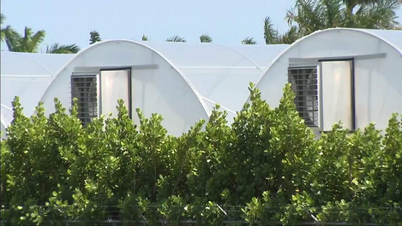 Curaleaf greenhouses in Miami-Dade County have exhaust fans that neighbors believe are impacting odor emissions in the area.