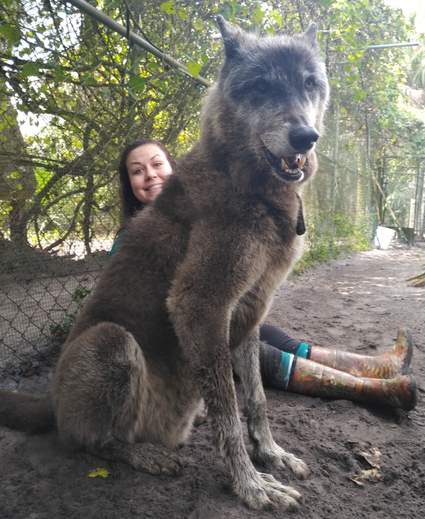 Meet Yuki Giant Florida Wolfdog Who S Taken Internet By Storm