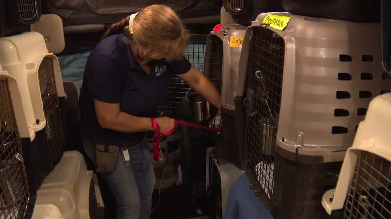 Dozens of animals brought to South Florida after being evacuated from Hurricane Ida’s path