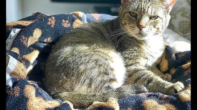 Want To Adopt A Pet Here Are 5 Furry Felines To Adopt Now In Miami