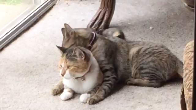 After Surviving Miramar House Fire Family Looks For Missing Cat