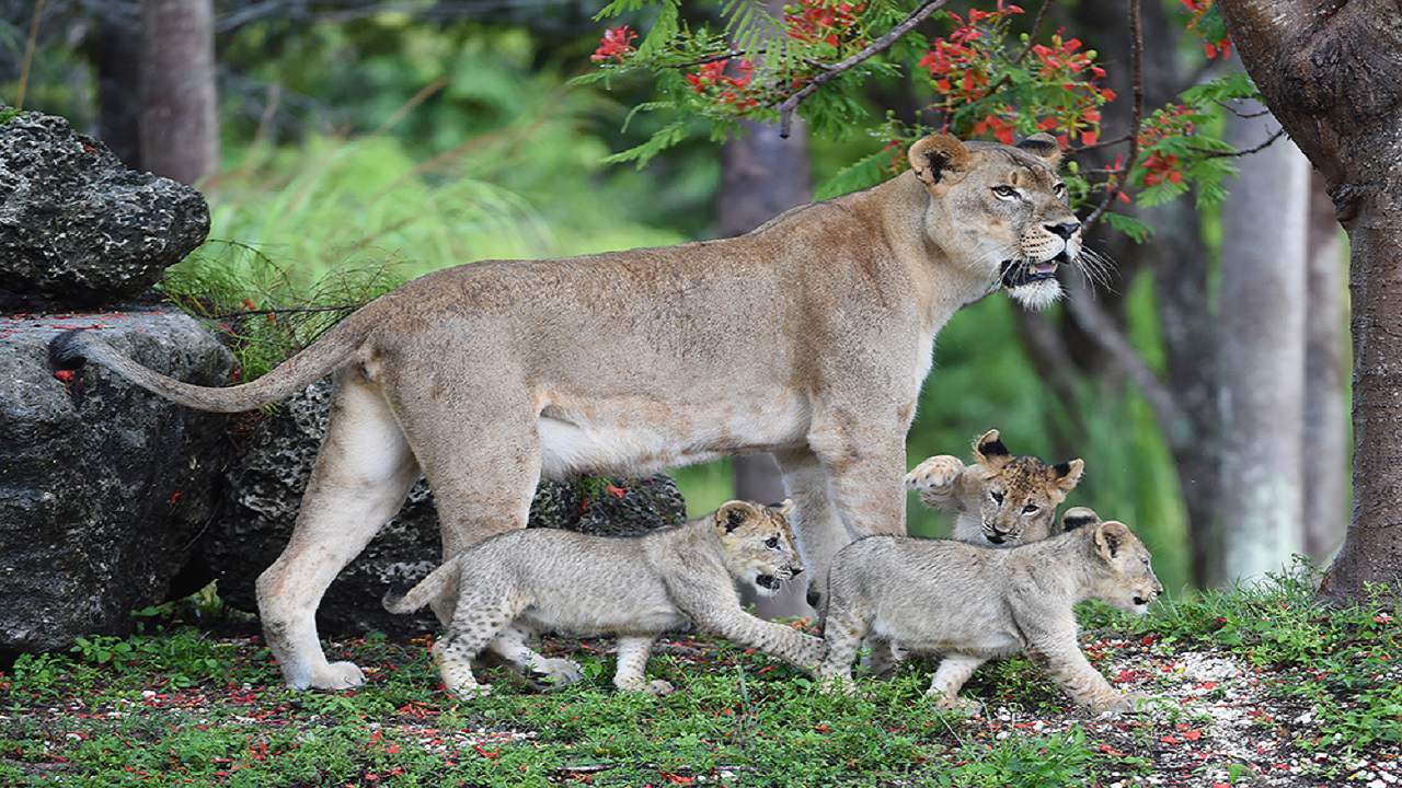 Zoo Miami lioness euthanized after suffering spinal cord injury