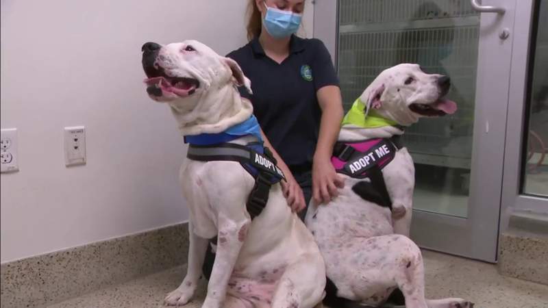 Pareja de perros amorosos buscan hogar después de sobrevivir a incendio en Miami-Dade