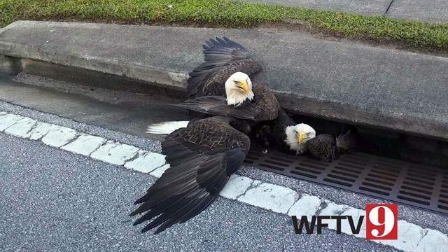 Bald eagle protects another eagle stuck in storm drain