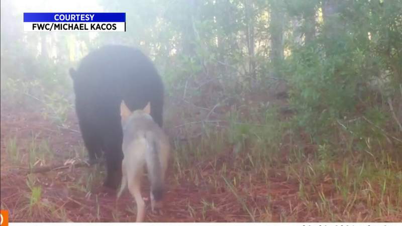 A bear and a coyote go for a walk… wait, have you heard this one?