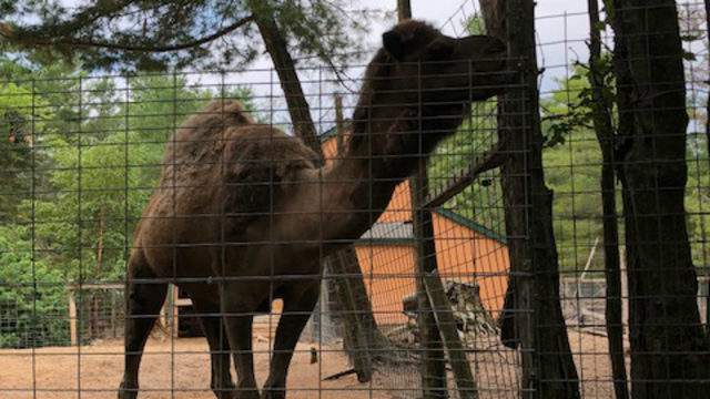 This zoo in middle-of-nowhere Michigan is unlike anything you’ve ever seen