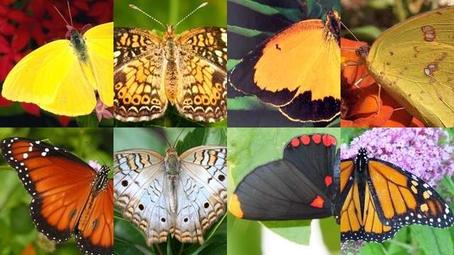 Butterfly Garden To Bloom At New Flower Shaped Gratigny Plateau Park