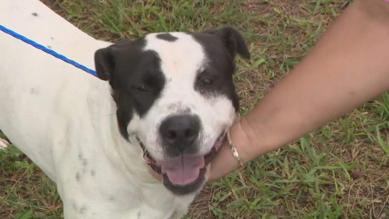 24-hour pet adoption event happening at Tropical Park in Miami