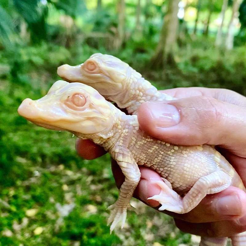 You have to see these albino alligators born at a Florida zoo