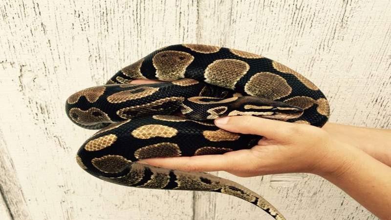 Python found slithering inside Florida home