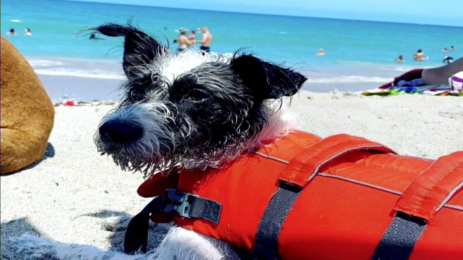 Lucky dog: Owner grateful after saving rescue pup from shark attack off Virginia Key