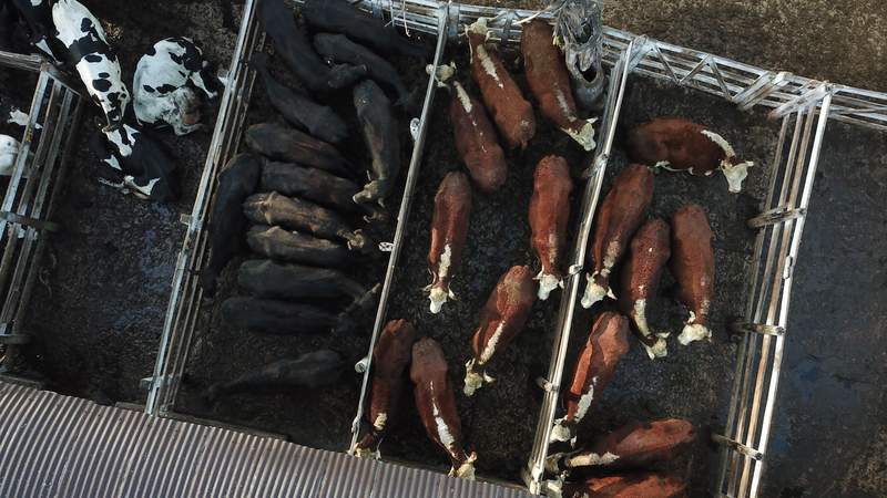 Argentina: comienza paro de comercialización de carne