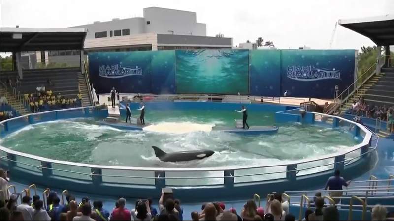 Miami-Dade commissions vote to assign Miami Seaquarium a new operator, with new terms and requirements