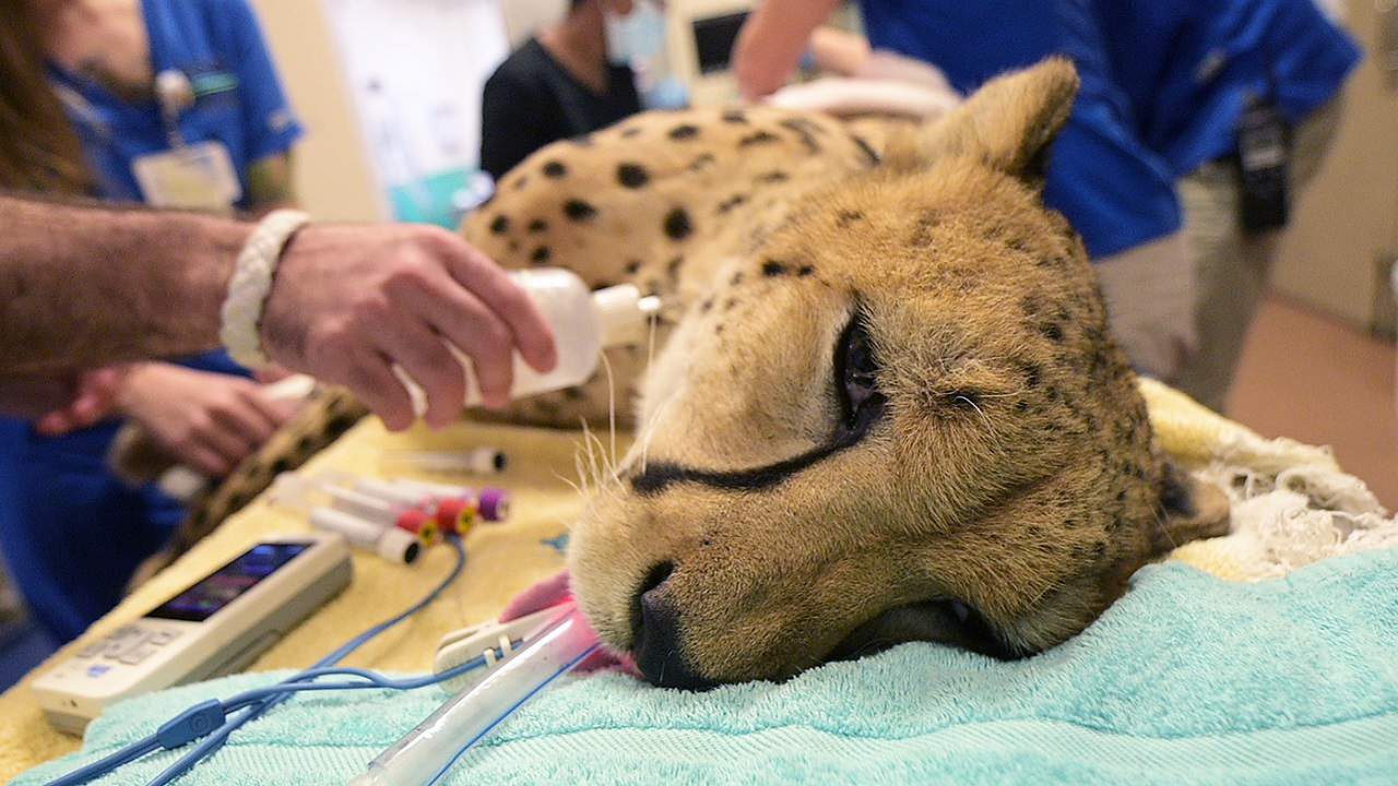 8-year-old cheetah undergoes wellness exam at Zoo Miami