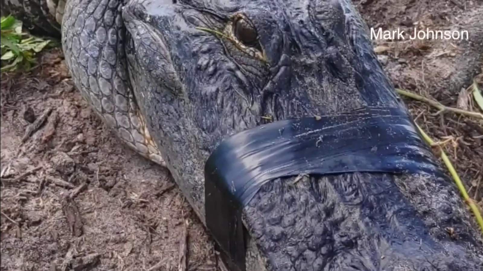 Florida man gets 62 stitches after 250-pound alligator attack