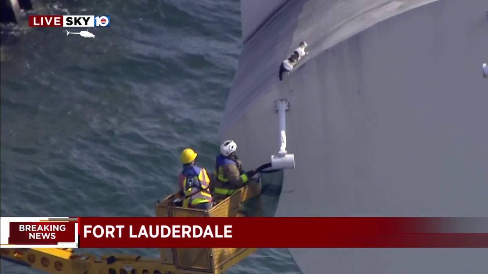 Cat safely makes its way off precarious position on Fort Lauderdale bridge