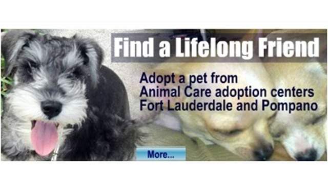 Lower Adoption Fees Begin At Broward County Animal Care And Adoption