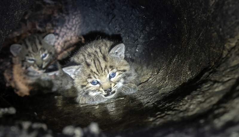 Unusual bobcat tree den found in California fire burn zone