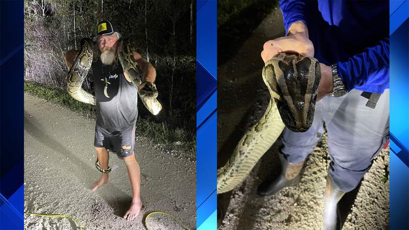 Massive Burmese Python removed from Everglades