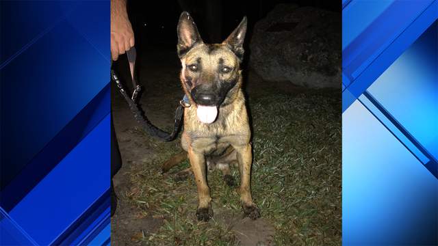 South Miami police hope to reunite dog found in park with owner