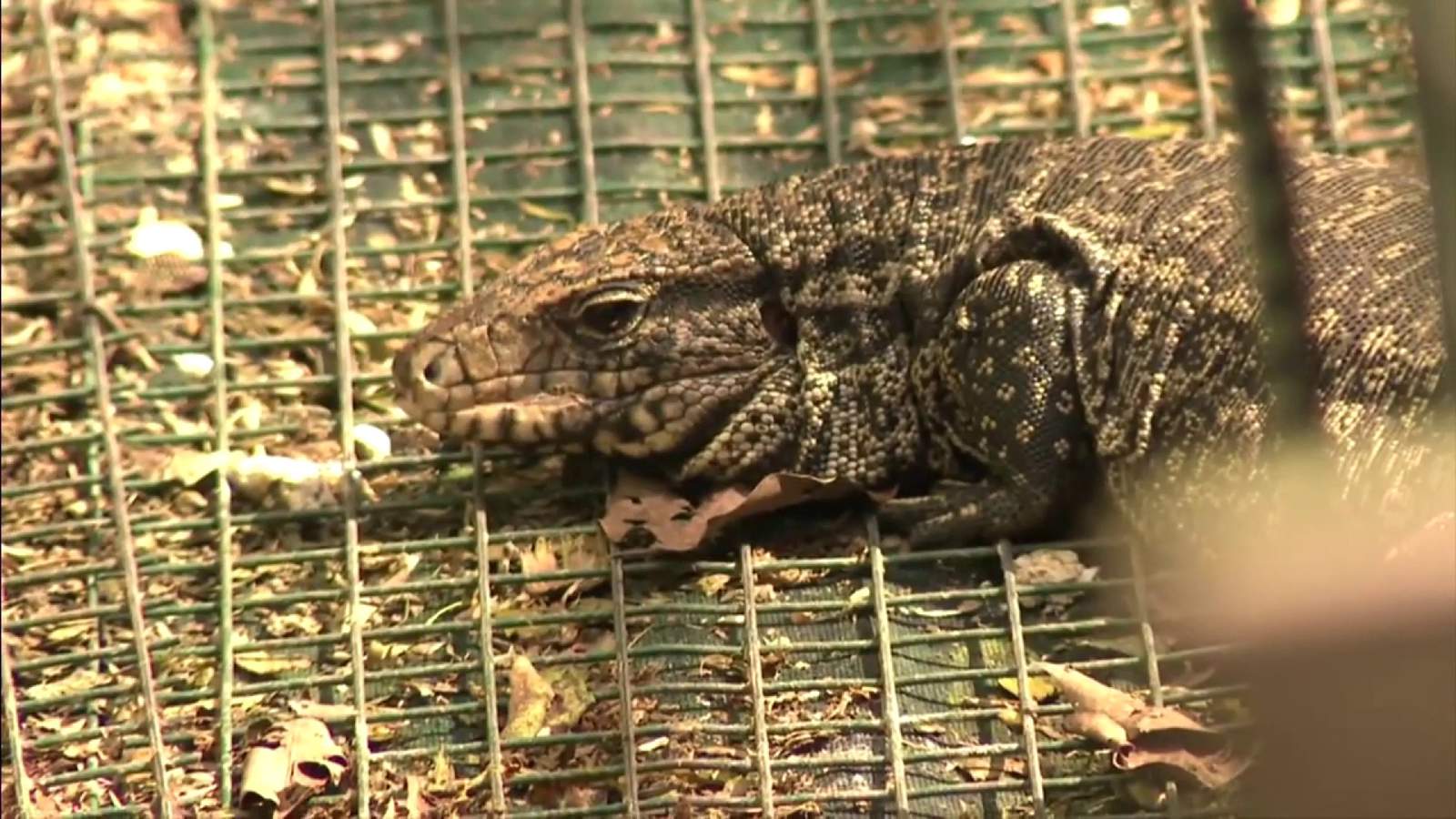 Florida restringe venta de ciertos reptiles en medio de temores de especies invasoras