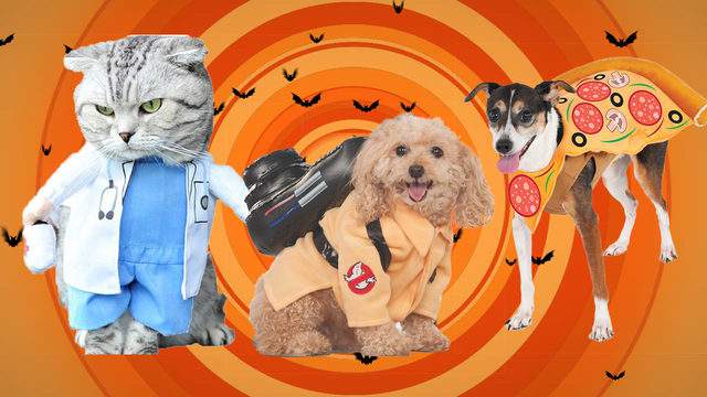 16 Of The Cutest Ever Dog Cat Costumes For Halloween