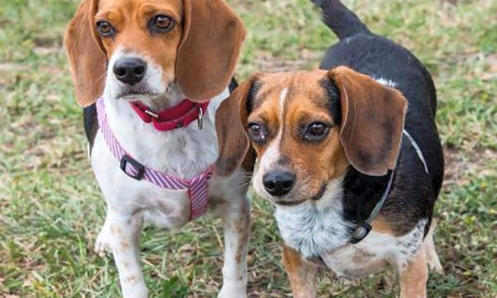Voovdoqezk8gzm Thanks for visiting our beagles for adoption! https www local10 com pets 2020 03 27 these miami based dogs are up for adoption and in need of a good home