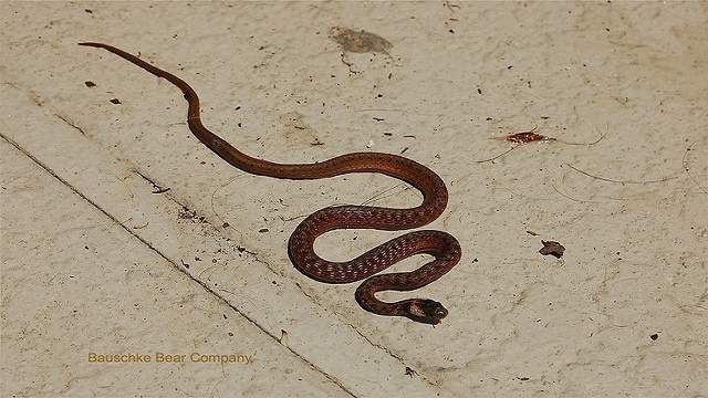 8 Year Old Boy Bitten By Water Moccasin In Backyard