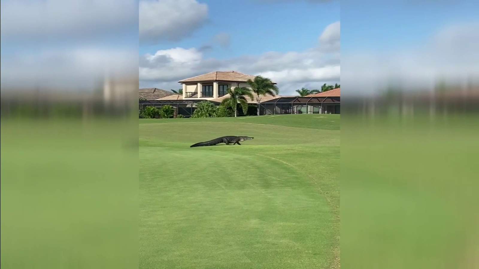 Wild Florida: Massive gator perplexes golf players in Melbourne