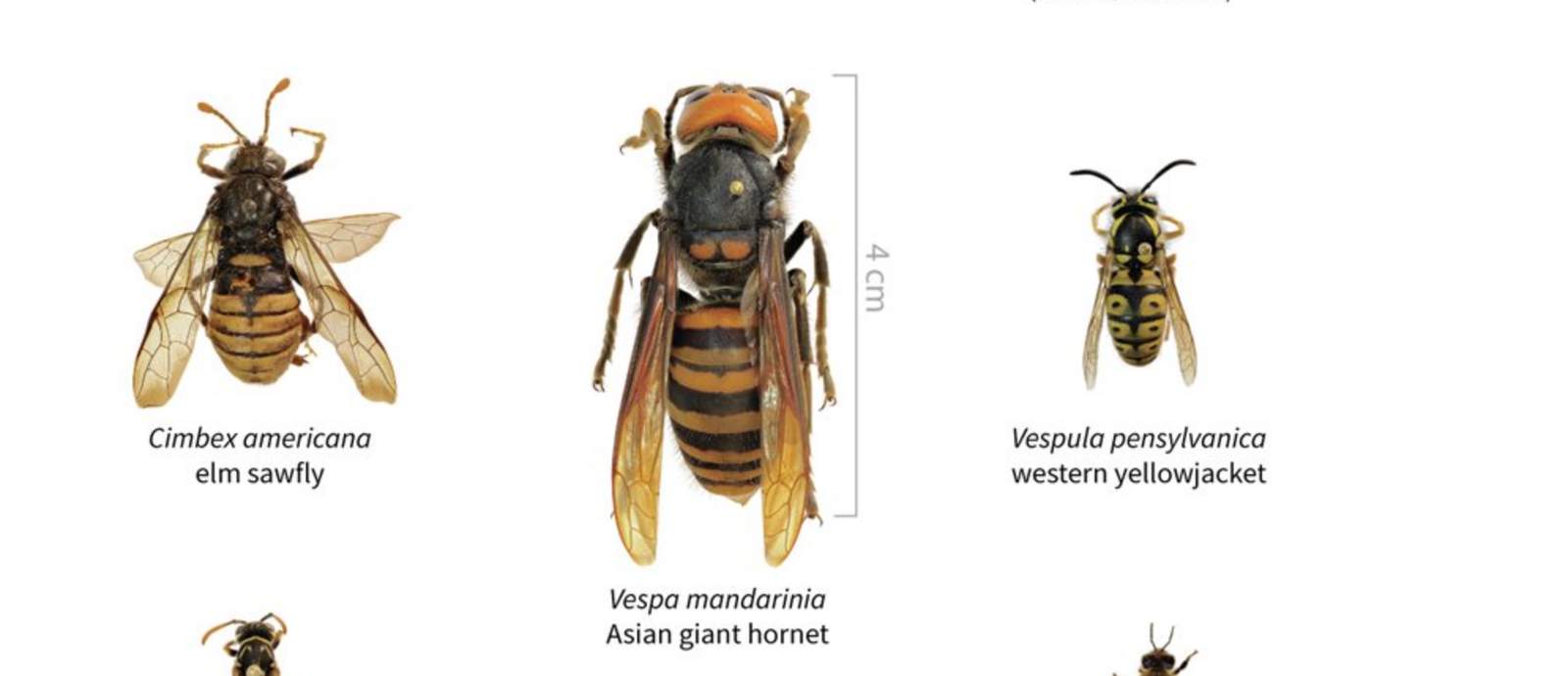 Size comparison of other hornets to the Asian giant hornet.