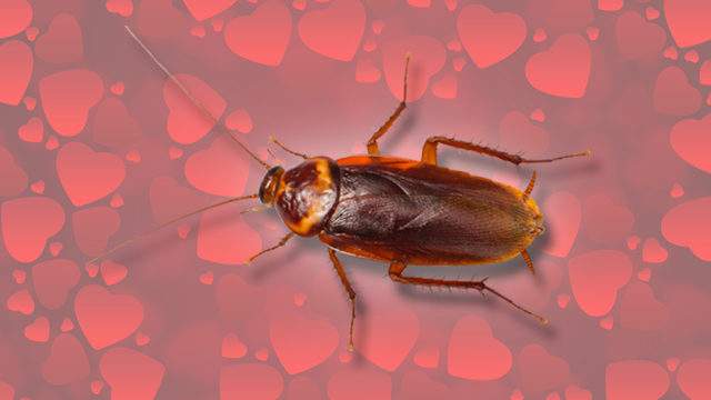 Name a cockroach after your ex for Valentine's Day