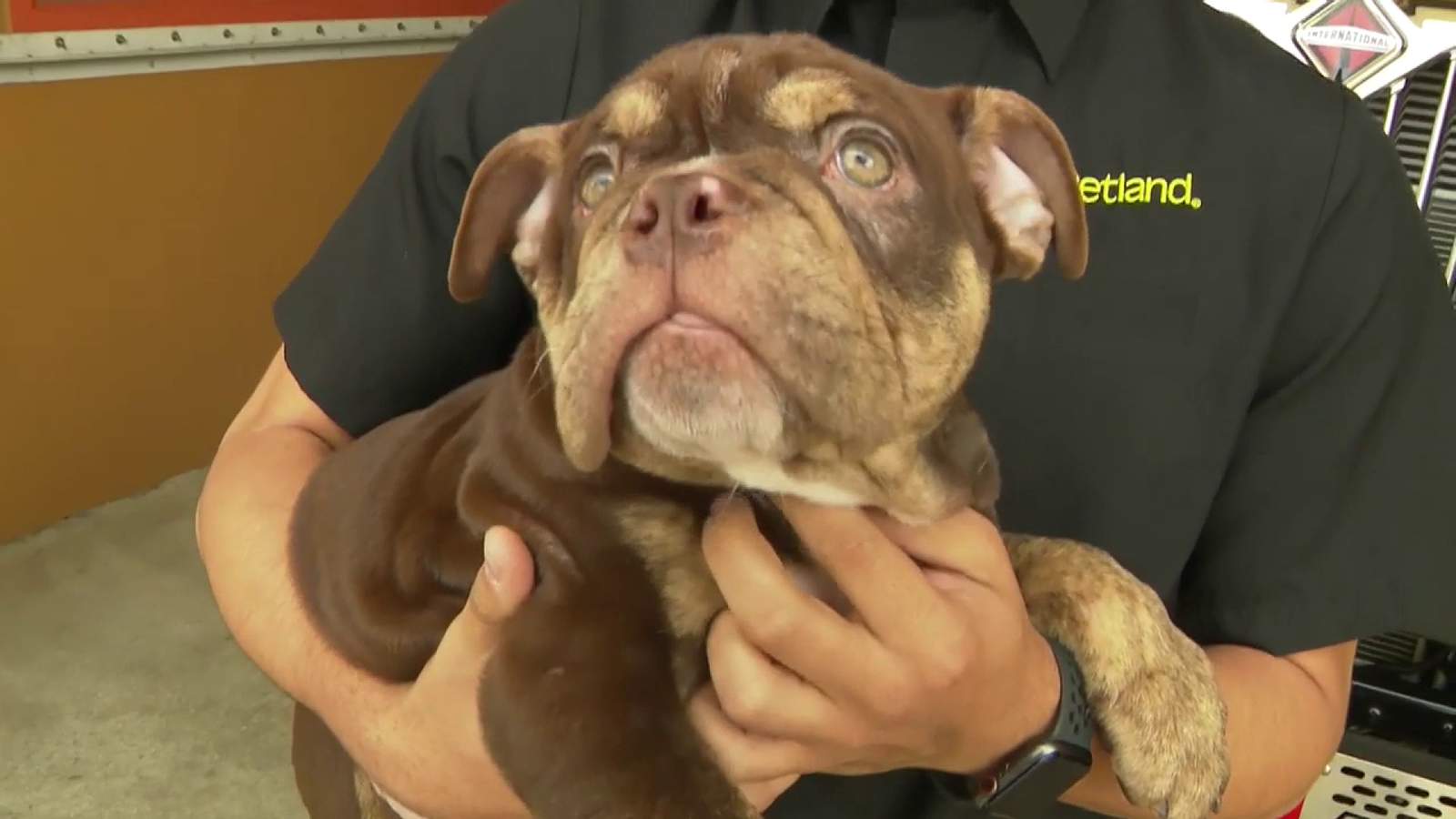 Puppy dropped off at fire station after being stolen from Pembroke Pines store