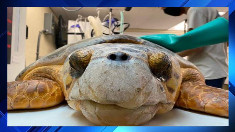 Loggerhead turtle rescued by Coast Guard off Florida keys