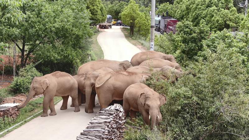 The world is mesmerized by this wandering herd of elephants in China