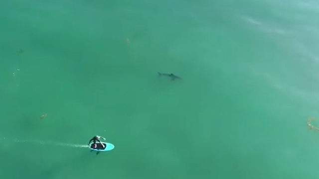 Video Surfers Oblivious To Great White Sharks Lurking