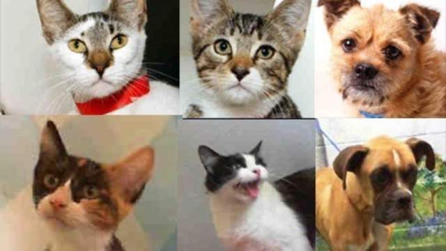 Clerical Errors Computer Mishaps Killing Animals At Miami Dade
