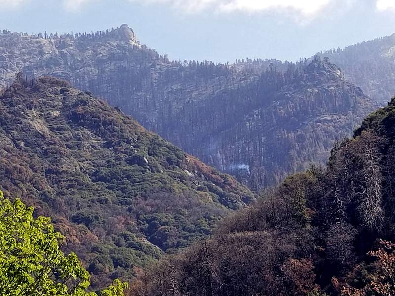 Giant sequoia still smoldering from 2020 California wildfire