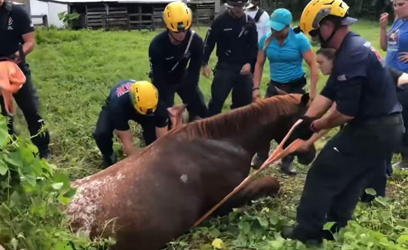 Firefighters rescue horse stuck in well in South Florida