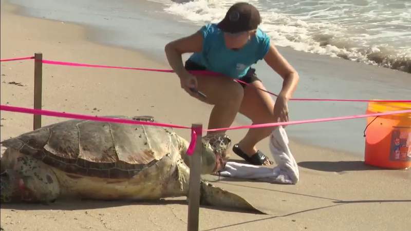 Questions arise after sea turtle found dead near shore of Hollywood Beach