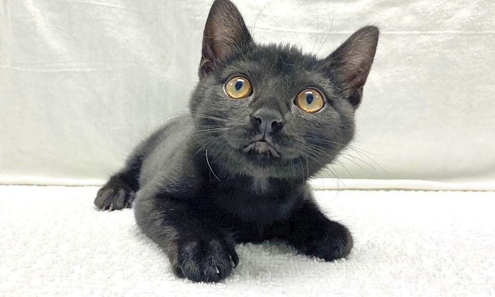 These Miamibased kittens are up for adoption and in need of a good home