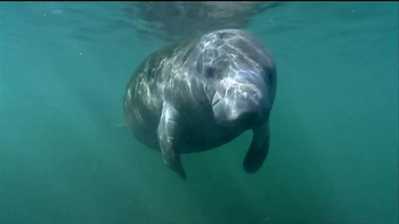 Florida breaks annual manatee death record in first 6 months